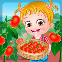 Baby Hazel Tomato Farming